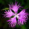 Fringed Pinks Dianthus Seeds – Superbus Flower – photo 8