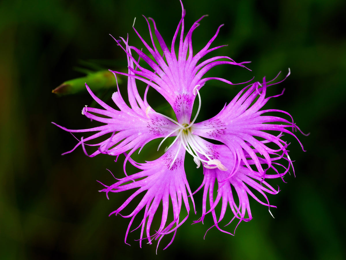 Fringed Pinks Dianthus Seeds – Superbus Flower – photo 8