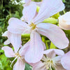 50 WHITE ROCK SOAPWORT Saponaria Vaccaria Alba Flower Seeds