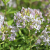50 WHITE ROCK SOAPWORT Saponaria Vaccaria Alba Flower Seeds