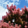 30 PURPLE SMOKE TREE Shrub Smokebush Cotinus Coggygria Rhus Cotinus Sumach Seeds