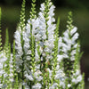 50 WHITE Showy OBEDIENT PLANT (False Dragon Head) Physostegia Virginiana Flower Seeds