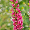 1000 PINK WINGED LOOSESTRIFE Lythrum Alatum Flower Seeds