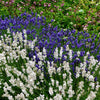20 WHITE LAVENDER English Lavandula Angustifolia Herb Flower Seeds
