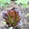 3000 RED ROMAINE LETTUCE Lactuca Sativa Vegetable Seeds