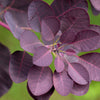 30 PURPLE SMOKE TREE Shrub Smokebush Cotinus Coggygria Rhus Cotinus Sumach Seeds
