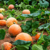 Small Sugar Pumpkin Seeds – Orange Pie or Carving Cucurbita Pepo Vegetable – photo 2