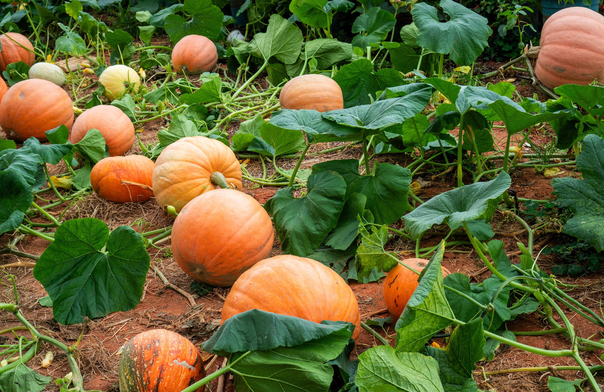 Small Sugar Pumpkin Seeds – Orange Pie or Carving Cucurbita Pepo Vegetable – photo 2