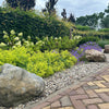 100 LADYS MANTLE Alchemilla Mollis Flower Seeds