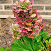 40 White OAK LEAF HYDRANGEA Quercifolia Shrub Flower Seeds