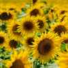 Black Oil Sunflower Seeds – Helianthus Annuus Yellow Hummingbird Bird Flower – photo 6