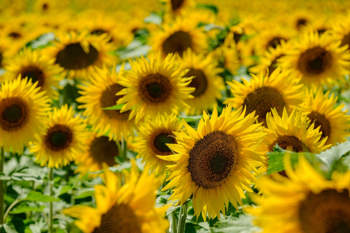 Black Oil Sunflower Seeds – Helianthus Annuus Yellow Hummingbird Bird Flower – photo 6