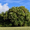 50 BLUE ELDERBERRY Sambucus Cerulea Arizona Blue Elder Tree Shrub Fruit Berry Seeds