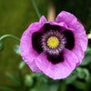 400 PERSIAN BLUE POPPY Papaver Somniferum Flower Seeds