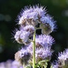300 PURPLE TANSY Lacy Fiddleneck Phacelia Tanacetifolia Flower Seeds