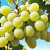 Green (Dessert / Table) Grape Vitis Vinifera Fruit Vine Seeds – photo 4