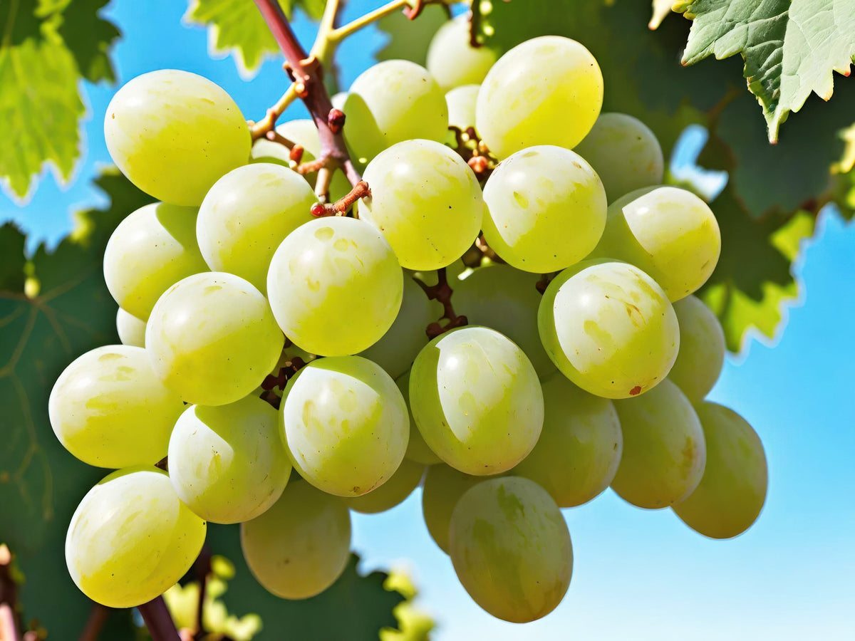 Green (Dessert / Table) Grape Vitis Vinifera Fruit Vine Seeds – photo 4