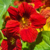 25 Dwarf RED EMPRESS NASTURTIUM Tropaeolum Nanum Hummingbird Flower Seeds