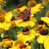 2000 AUTUMN SNEEZEWEED (Dogtooth Daisy / Helens Flower / Bittersweet) Helenium Autumnale Flower Seeds