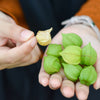 50 PERUVIAN GROUND CHERRY Physalis Peruviana Cape Gooseberry Fruit Veggie Seeds