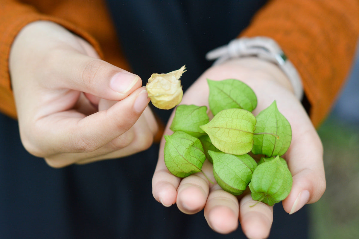 Peruvian Ground Cherry Seeds – Physalis Peruviana Cape Gooseberry Fruit Veggie – photo 3
