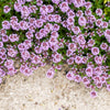 Mother of Thyme Seeds –