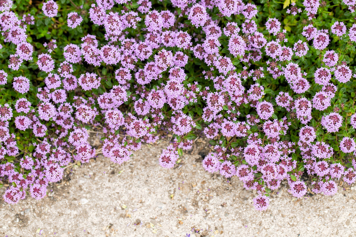 Mother of Thyme Seeds –
