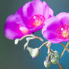 50 RED ROCK PURSLANE ' Ruby Tuesday ' Calandrinia Umbellata Magenta Flower Herb Seeds