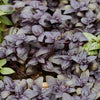 500 RED RUBIN BASIL Ocimum Basilicum Purpurascens Spicy Herb White & Lavender Flowers Seeds