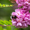 15 ROSE LOCUST / Pink ACACIA Flower Robinia Hispida Fertilis Tree Shrub Seeds