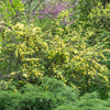 Golden Yellow Father Hugo Rose Seeds – Rosa Hugonis Flower Bush Shrub – photo 6
