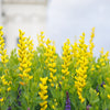 25 YELLOW WILD INDIGO Baptisia Tinctoria False Indigo Flower Seeds