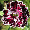 50 VELVET N LACE DIANTHUS Chinensis Black & White Flower Seeds
