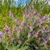 25 ROSE VIPER'S BUGLOSS Pink Echium Plantagineum Rose Bedder Flower Seeds