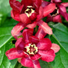 10 SWEETSHRUB Carolina Allspice Fragrant Calycanthus Floridus Shrub Flower Seeds