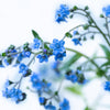 500 Blue Chinese FORGET ME NOT (Hounds Tongue) Cynoglossum Amabile Flower Seeds