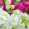 25 Double MADAME BUTTERFLY SNAPDRAGON Mixed Colors Antirrhinum Majus Flower Seeds