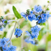 500 Blue Chinese FORGET ME NOT (Hounds Tongue) Cynoglossum Amabile Flower Seeds