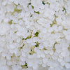 50 PEE GEE HYDRANGEA Paniculata Peegee Panicle White Pink Flower Shrub Seeds