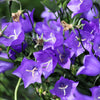 500 TELHAM BEAUTY BELLFLOWER Blue Peach Leaved Campanula Persicifolia Flower Seeds