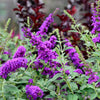 50 VIOLET BUTTERFLY BUSH Buddleja Davidii Purple Flower Seeds