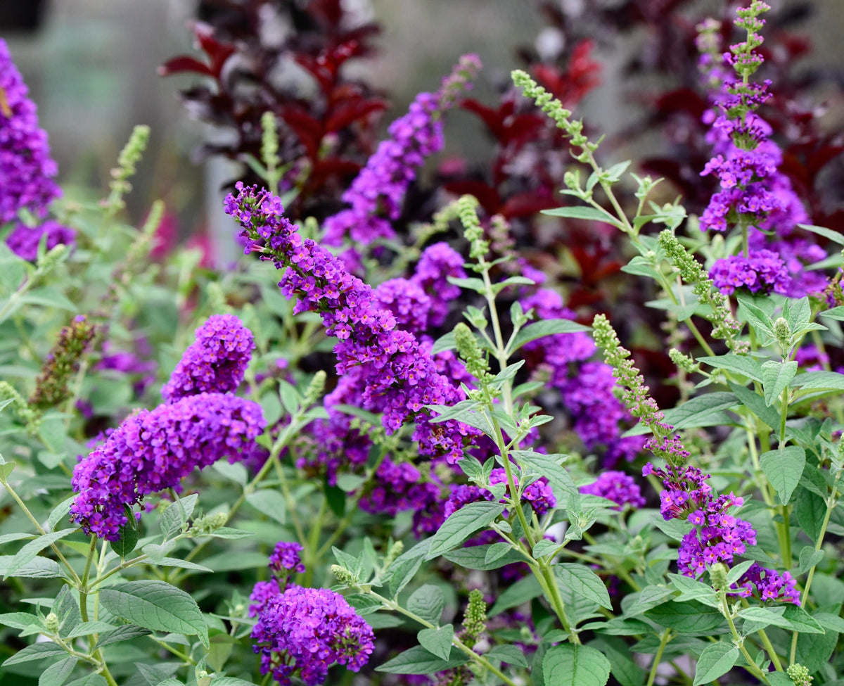 Mixed Colors Butterfly Bush Buddleja Davidii Flower Shrub Seeds – photo 14