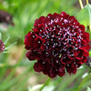 50 FINEST MIXED Colors SCABIOSA (Mourning Bride / Pin Cushion) Scabiosa Atropurpurea Flower Seeds