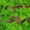 300 BLACK NEBULA CARROT Daucus Carota Root Vegetable Seeds