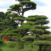 10 Japanese BLACK PINE TREE Evergreen Pinus Thunbergii Seeds