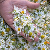 1000 GERMAN CHAMOMILE Matricaria Recutita Chamomilla Herb Flower Seeds