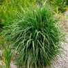 1000 SWITCHGRASS Tall Panic Switch Grass Panicum Virgatum Red Flower Seeds