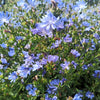 1000 CHICORY (Blue Daisy / Blue Sailors / Coffeeweed / Succory) Chicorium Cicorium Intybus Flower Herb Seeds