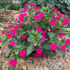 75 MIXED FOUR O CLOCK aka Marvel of Peru Mirabilis Jalapa Flower Seeds