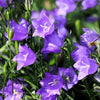 500 TELHAM BEAUTY BELLFLOWER Blue Peach Leaved Campanula Persicifolia Flower Seeds